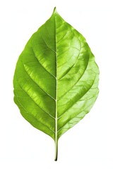 Obraz premium Green leaf isolated on a white background, highlighting its vibrant color intricate details.