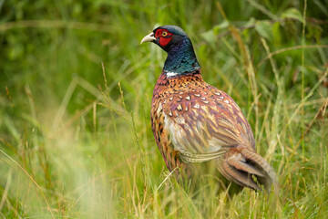 Common pheasant Phasianus colchius Ring-necked pheasant in natural habitat, grassland in early spring