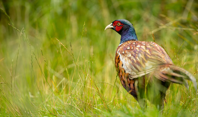 Common pheasant Phasianus colchius Ring-necked pheasant in natural habitat, grassland in early spring