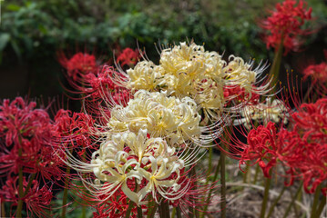 川沿いの土手に咲く彼岸花　2
