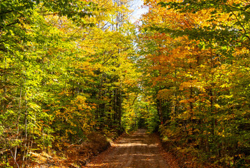 Tunnel of trees in the Upper Peninsula of Michigan showing vibrant orange and yellow fall colors and a road covered with leaves
