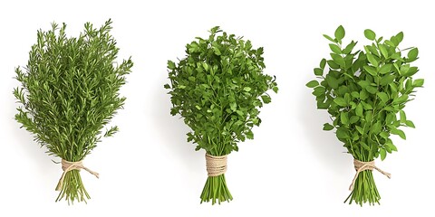Obraz premium Fresh Herbs Bundle Parsley Thyme and Mint