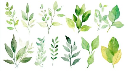 Watercolor illustration collection featuring green leaves