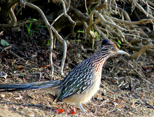 Roadrunner
