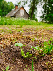 Garden with vegetables in a grass field. Rural country area. Growing organic products for food consumption. Agriculture and farming industry. Nobody. Country style life.