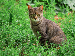 Small slim tabby cat in green grass in a rural country area. Village pet in nature environment. Little predator hunting in wild