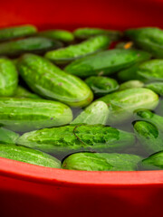 A red bowl filled with fresh green cucumbers in water. The cucumbers are wet and appear to be freshly picked. Natural organic product ready to be marinated for winter. Agriculture and farming.