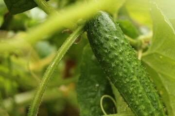 cucumbers in the garden