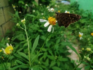 flor con mariposa