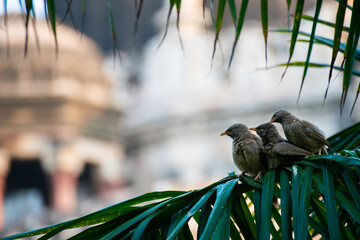Sparrows in Lodhi Garden - New Delhi, India. The park spreads over 90 acres (360,000 m2), it...