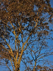 tree at sunset