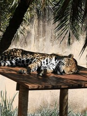 resting jaguar © Pontieri
