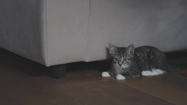 Domestic cat enjoying playtime on floor happiness and carefree life of beloved pets. Cat playing on home floor reflecting playful and spirited nature of pets as cherished furry friends