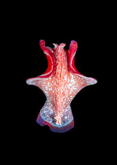 spanish dancer slug