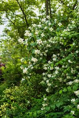 White Jasmine Flowers Blooming on Lush Greenery