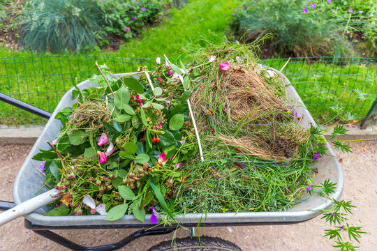 A wheelbarrow filled with freshly cut garden clippings, showcasing an assortment of green leaves, grass, and colorful flowers, ready for disposal or composting