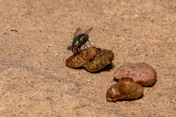 Bluebottle fly eating discarded cat food meat
