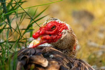 Close-Up of a Muscovy Duck Resting Among Greenery