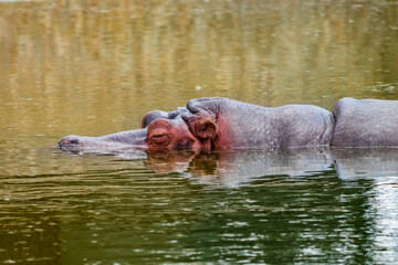 The hippopotamus is a large semiaquatic mammal. Hippopotamus amphibius sleeps in the water