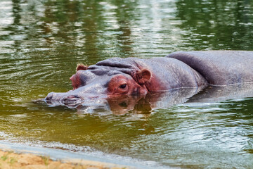 The hippopotamus (hippopotamuses or hippopotami) is a large semiaquatic mammal. Hippopotamus...