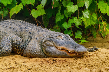 Alligator mississippiensis lies on the sand with its eyes closed. The American alligator, sometimes...