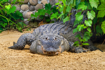 American alligator lies on the sand. The Alligator mississippiensis, sometimes referred to as a gator or common alligator, is a large crocodilian reptile