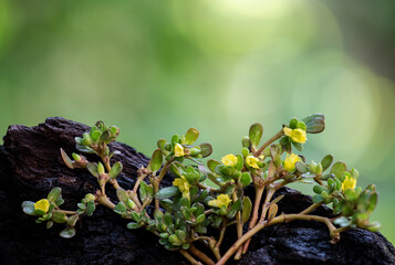 Purslane or Portulaca oleracea branch green leaves and flowers on natural background.