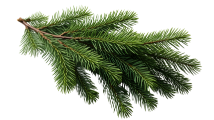 Spruce branch, Realistic Christmas tree, isolated on transparent background.
