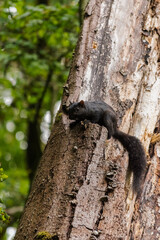 Fototapeta premium squirrel on tree