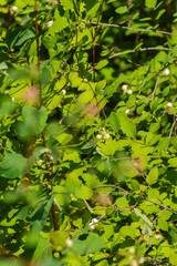 Obraz premium common snowberry (Symphoricarpos albus)