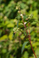 common snowberry (Symphoricarpos albus)