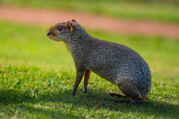 Azara's agouti (Dasyprocta azarae)