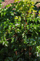 Holly Bush (ilex aquifolium)
