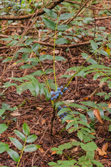 dwarf Oregon-grape, Cascade barberry, Cascade Oregon-grape, or dull Oregon-grape (Berberis nervosa)