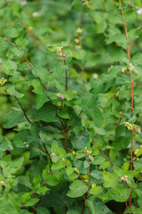 creeping snowberry (Symphoricarpos mollis)