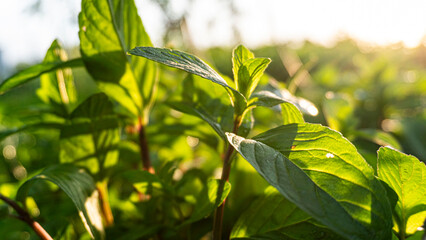 Green Plant Close-up