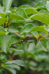 Magnolia × soulangeana