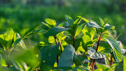 Green Plant Close-up