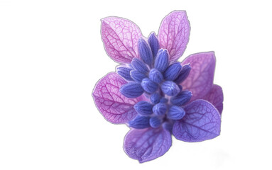 Obraz premium Delicate purple flower blooms with soft petals and buds