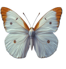 A white butterfly with orange markings on its wings