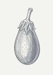 Eggplant Illustration. Vintage woodcut engraving style vector illustration.