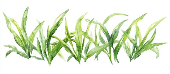 Fototapeta premium Watercolor hand drawn illustration of fresh green grass isolated on a white background Grassy element for design nature theme Spring herb Organic eco friendly label and shape