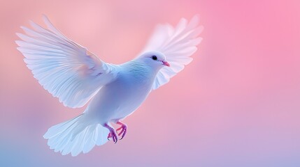 Obraz premium A Serene White Bird Glides Gracefully Against a Soft Blue and Pink Minimalist Background at Dawn
