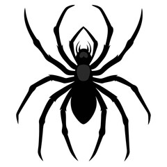 black spider isolated