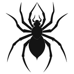 black spider isolated on white background