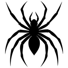 Obraz premium black and white spider