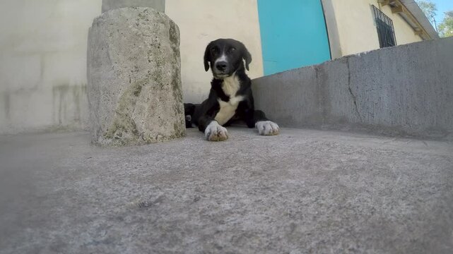 A stray black dog lying on the street wakes up and looks at the camera