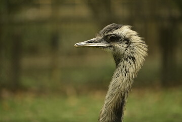 close up of a ostrich