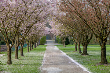 Japanische Blütenkirsche (Prunus serrulata)