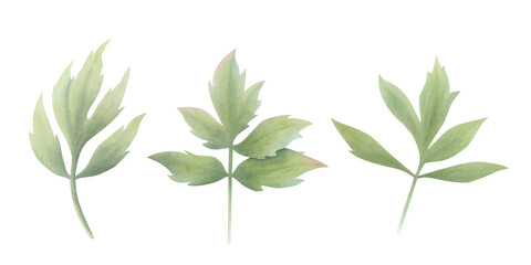Set of green peony leaves in vintage style on isolated background. Hand drawn watercolor botanical illustration. Clip art for design, cards, labels, invitations, congratulations, packaging, printing